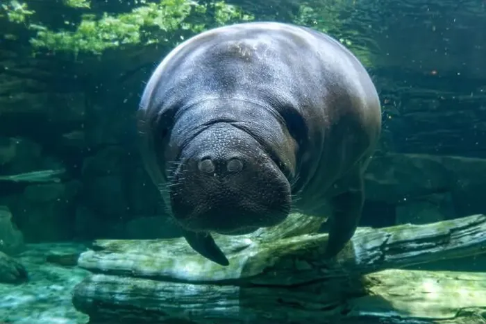 Framed Print : manatee underwater looking at you close up Framed Print : manatee underwater looking at you close up