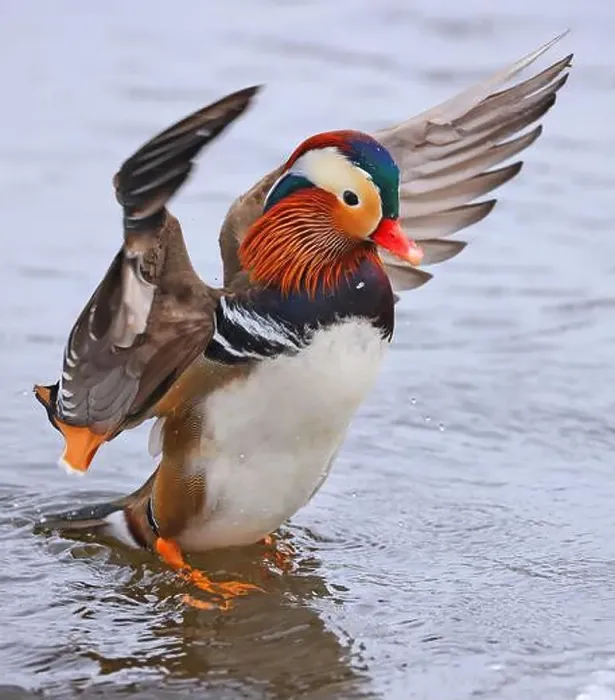 Framed Print : Mandarin duck portrait in winter with nice reflections Framed Print : Mandarin duck portrait in winter with nice reflections