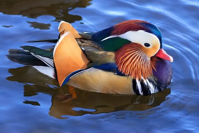 Framed Print : Mandarin duck portrait in winter with nice reflections Framed Print : Mandarin duck portrait in winter with nice reflections