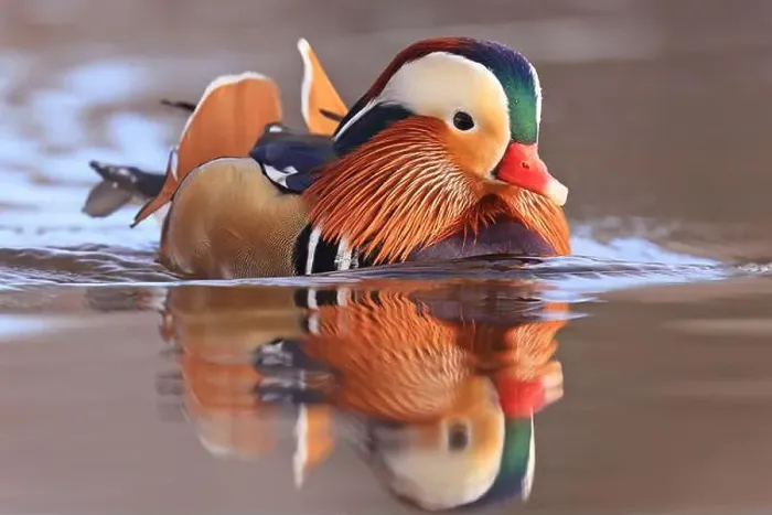 Framed Print : Mandarin duck portrait in winter with nice reflections Framed Print : Mandarin duck portrait in winter with nice reflections
