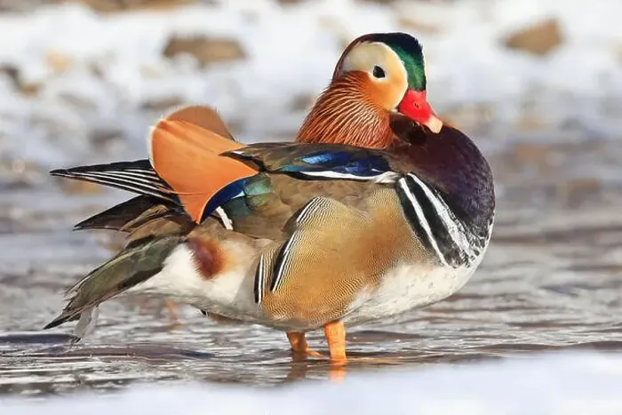 Framed Print : Mandarin duck portrait in winter, Quebec, Canada Framed Print : Mandarin duck portrait in winter, Quebec, Canada