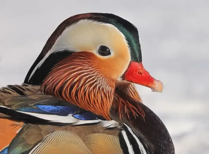 Framed Print : Mandarin duck portrait in winter, Quebec, Canada Framed Print : Mandarin duck portrait in winter, Quebec, Canada