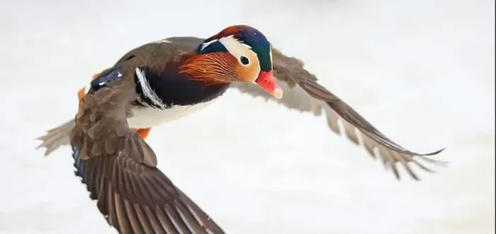 Framed Print : Mandarin duck portrait in winter, Quebec, Canada Framed Print : Mandarin duck portrait in winter, Quebec, Canada