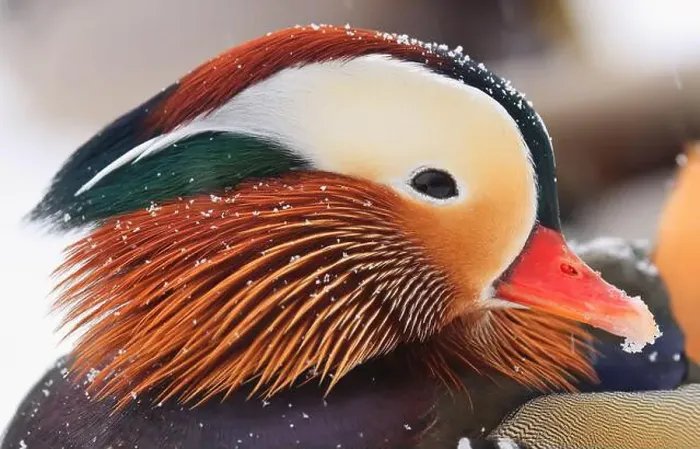 Framed Print : Mandarin duck portrait in winter, Quebec, Canada