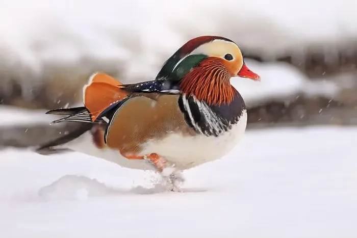 Framed Print : Mandarin duck portrait in winter, Quebec, Canada Framed Print : Mandarin duck portrait in winter, Quebec, Canada