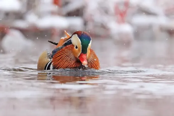 Framed Print : Mandarin duck portrait in winter, Quebec, Canada