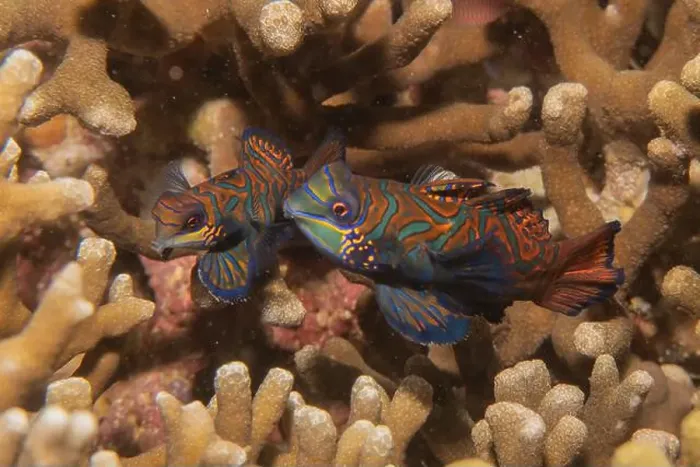 Framed Print : Mandarin fish swim in the Sea of the Philippines