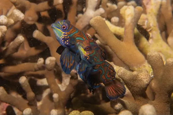 Framed Print : Mandarin fish swim in the Sea of the Philippines