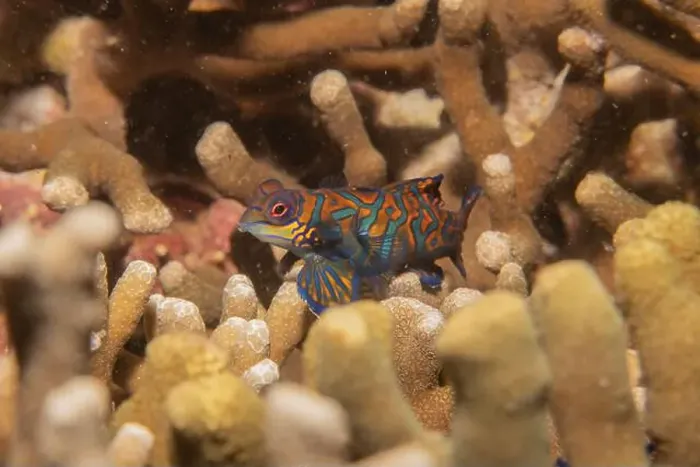 Framed Print : Mandarin fish swim in the Sea of the Philippines