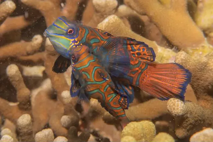 Framed Print : Mandarin fish swim in the Sea of the Philippines