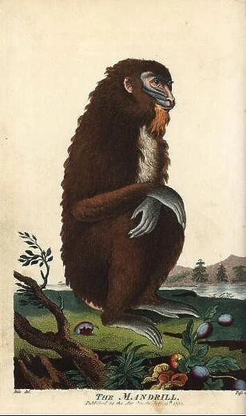 Mandrill, Mandrillus sphinx, female. Handcoloured copperplate engraving by John Pass after an illustration by Johann Jakob Ihle from Ebenezer Sibly's