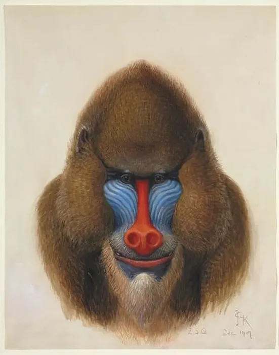 Framed Print : Mandrillus sphinx, Mandrill Framed Print : Mandrillus sphinx, Mandrill