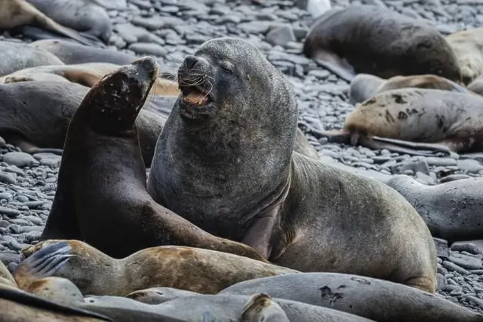 Framed Print : Maned seals (Otaria flavescens) showing readiness to mate Framed Print : Maned seals (Otaria flavescens) showing readiness to mate