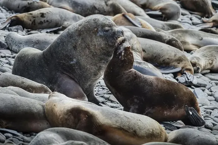 Framed Print : Maned seals (Otaria flavescens) showing readiness to mate Framed Print : Maned seals (Otaria flavescens) showing readiness to mate