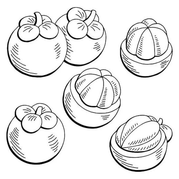 Framed Print : Mangosteen fruit graphic black white isolated sketch illustration vector Framed Print : Mangosteen fruit graphic black white isolated sketch illustration vector
