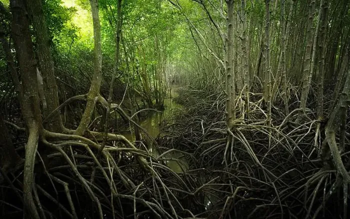 Framed Print : Mangrove root network in swamp forest Framed Print : Mangrove root network in swamp forest