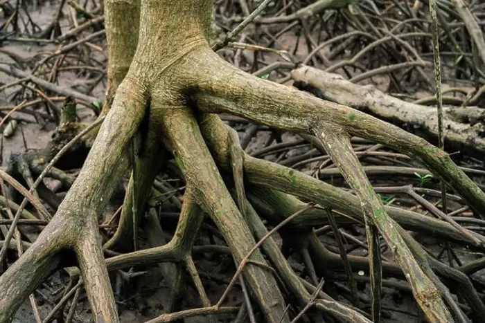 Framed Print : Mangrove roots in tropical coastal forest Framed Print : Mangrove roots in tropical coastal forest