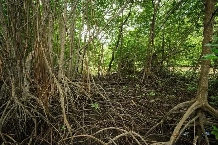 Framed Print : Mangrove roots in wetland habitat Framed Print : Mangrove roots in wetland habitat
