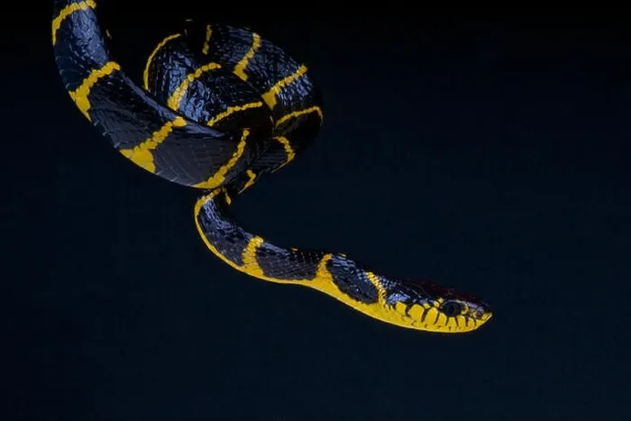 Framed Print : Mangrove snake / Boiga dendrophila Framed Print : Mangrove snake / Boiga dendrophila
