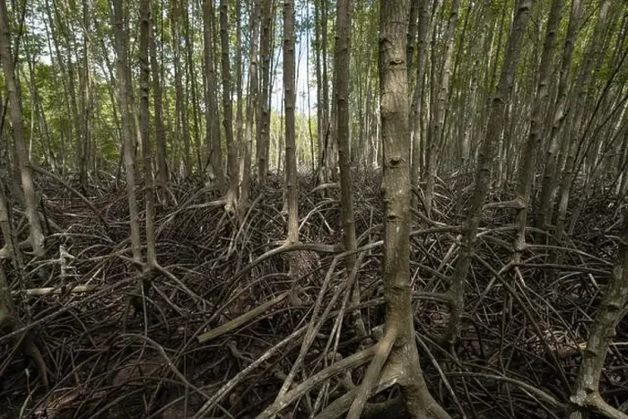Framed Print : Mangrove tree roots in coastal wetland Framed Print : Mangrove tree roots in coastal wetland