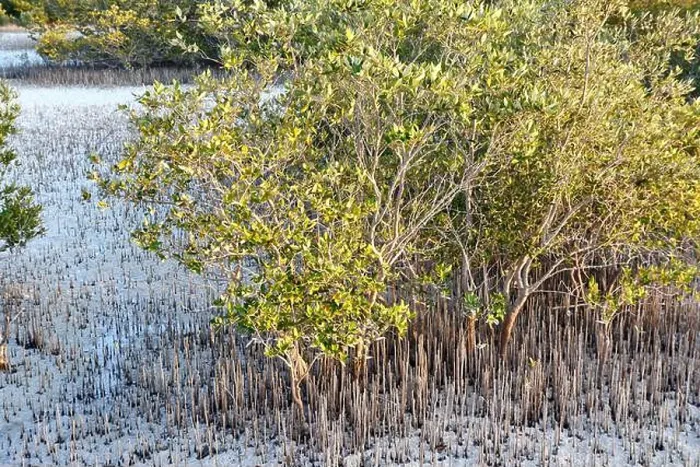 Framed Print : Mangrove trees and torquoise water in Abu Dhabi's Jubail Mangrove Park Framed Print : Mangrove trees and torquoise water in Abu Dhabi's Jubail Mangrove Park