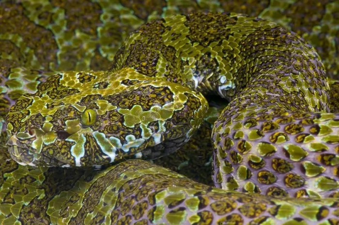 Framed Print : Mangshan pitviper / Protobothrops mangshanensis Framed Print : Mangshan pitviper / Protobothrops mangshanensis