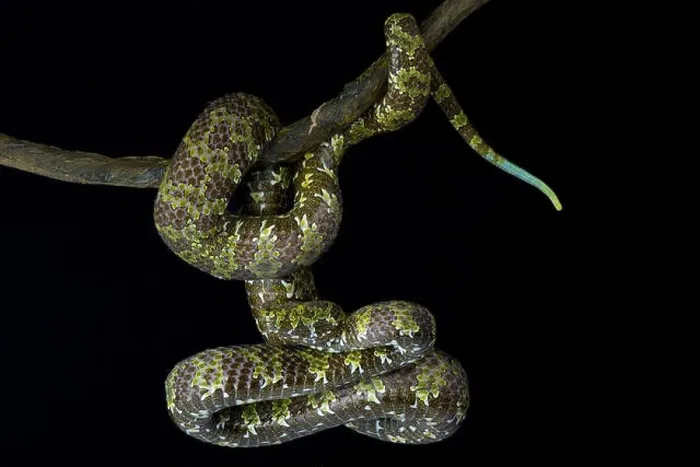 Framed Print : Mangshan pitviper, Protobothrops mangshanensis Framed Print : Mangshan pitviper, Protobothrops mangshanensis