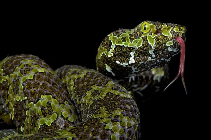 Framed Print : Mangshan pitviper, Protobothrops mangshanensis Framed Print : Mangshan pitviper, Protobothrops mangshanensis