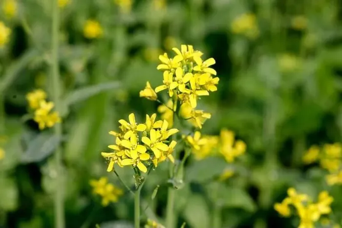 Framed Print : Manikganj, Bangladesh - January 01, 2023: The mustard field at Singair in Manikganj Framed Print : Manikganj, Bangladesh - January 01, 2023: The mustard field at Singair in Manikganj