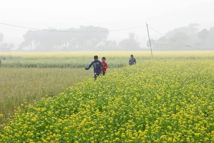 Framed Print : Manikganj, Bangladesh - January 01, 2023: The mustard field at Singair in Manikganj Framed Print : Manikganj, Bangladesh - January 01, 2023: The mustard field at Singair in Manikganj