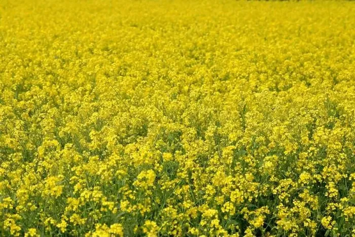 Framed Print : Manikganj, Bangladesh - January 01, 2023: The mustard field at Singair in Manikganj Framed Print : Manikganj, Bangladesh - January 01, 2023: The mustard field at Singair in Manikganj