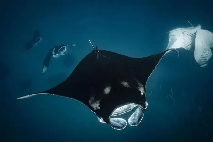 Framed Print : Manta ray feeding on plankton in the Maldives Framed Print : Manta ray feeding on plankton in the Maldives