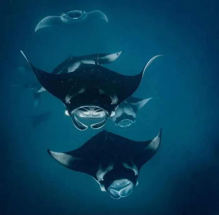 Framed Print : Manta ray feeding on plankton in the Maldives