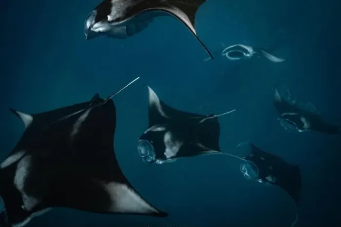Framed Print : Manta ray feeding on plankton in the Maldives