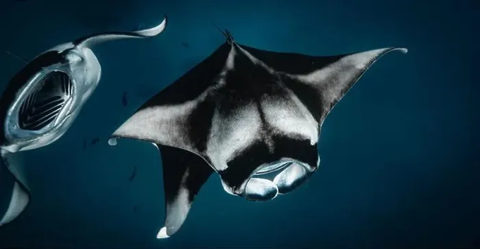 Framed Print : Manta ray feeding on plankton in the Maldives Framed Print : Manta ray feeding on plankton in the Maldives