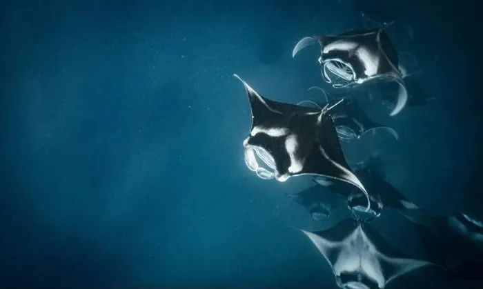Framed Print : Manta ray feeding on plankton in the Maldives