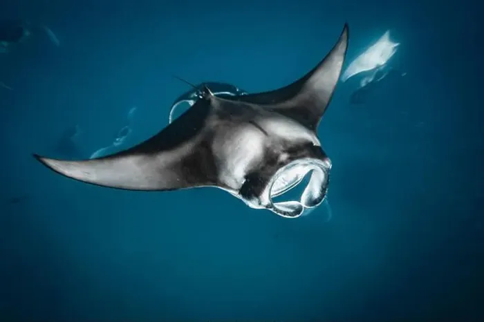 Framed Print : Manta ray feeding on plankton in the Maldives Framed Print : Manta ray feeding on plankton in the Maldives