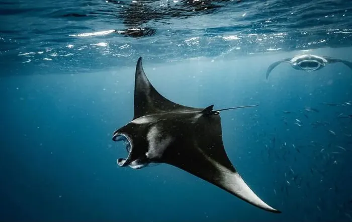 Framed Print : Manta ray feeding on plankton in the Maldives Framed Print : Manta ray feeding on plankton in the Maldives