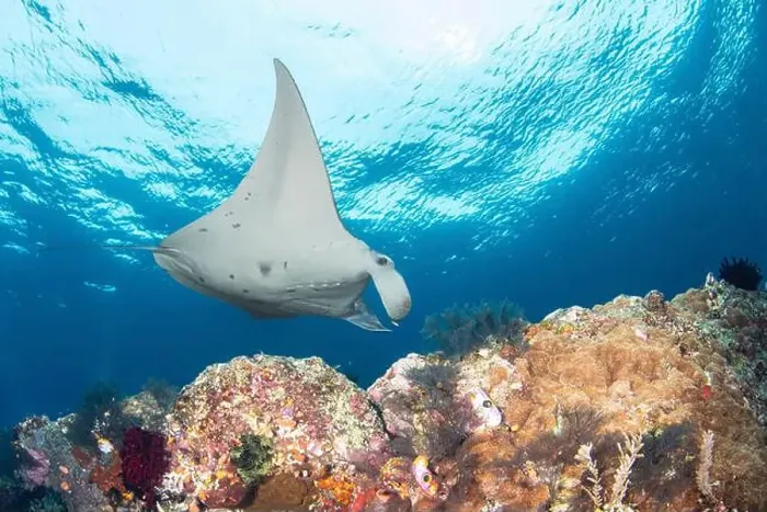 Framed Print : A manta ray (Mobula alfredi), swims above the coral, Raja Ampat, Indonesia Framed Print : A manta ray (Mobula alfredi), swims above the coral, Raja Ampat, Indonesia