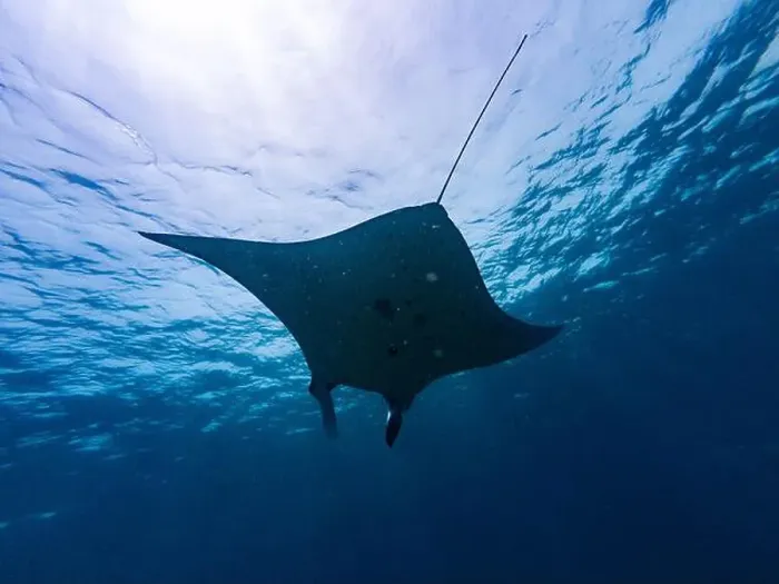Framed Print : Manta Ray Underwater at Komodo National Park in Flores, Indonesia Framed Print : Manta Ray Underwater at Komodo National Park in Flores, Indonesia