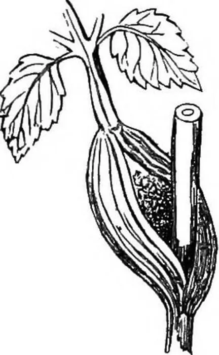 Framed Print : A manual of botany. Botany. GENEKAL MOEPHOLOGY OF THE PLANT 53 mediate portion Framed Print : A manual of botany. Botany. GENEKAL MOEPHOLOGY OF THE PLANT 53 mediate portion