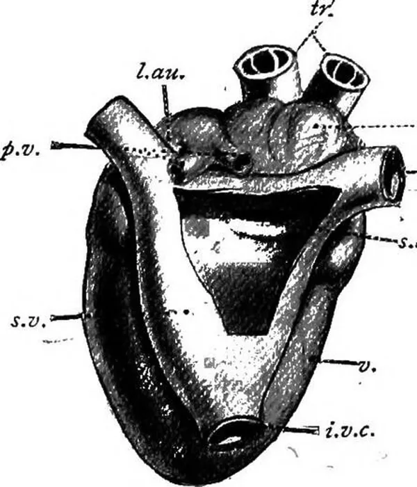 Framed Print : A manual of elementary zoology Framed Print : A manual of elementary zoology
