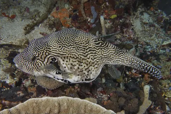 Framed Print : A map pufferfish (Arothron mappa) with a striking zigzag pattern moves over coral reefs Framed Print : A map pufferfish (Arothron mappa) with a striking zigzag pattern moves over coral reefs