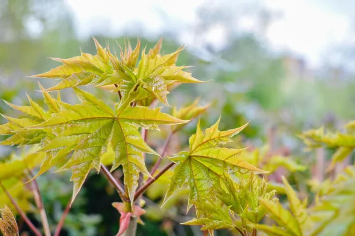 Framed Print : Maple tree branch on blurred background Framed Print : Maple tree branch on blurred background