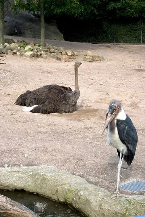 Framed Print : Marabou and Ostrich Framed Print : Marabou and Ostrich