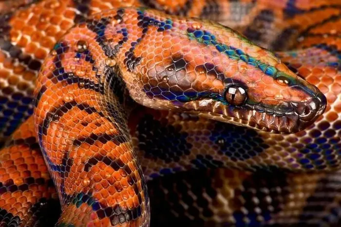 Framed Print : Marajo island rainbow boa (Epicrates cenchria barbouri) Framed Print : Marajo island rainbow boa (Epicrates cenchria barbouri)