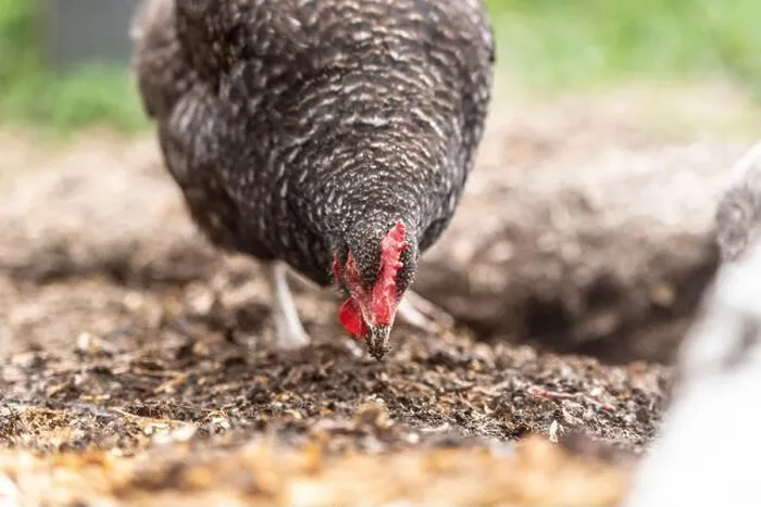 Framed Print : Maran hen scratching and pecking the soil Framed Print : Maran hen scratching and pecking the soil