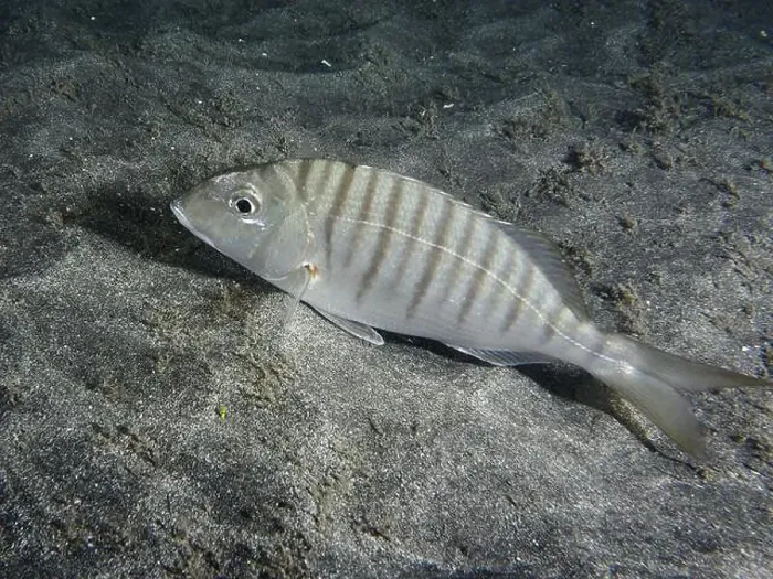 Framed Print : Marble bream (Lithognathus mormyrus) lies on sandy ground in seawater Framed Print : Marble bream (Lithognathus mormyrus) lies on sandy ground in seawater