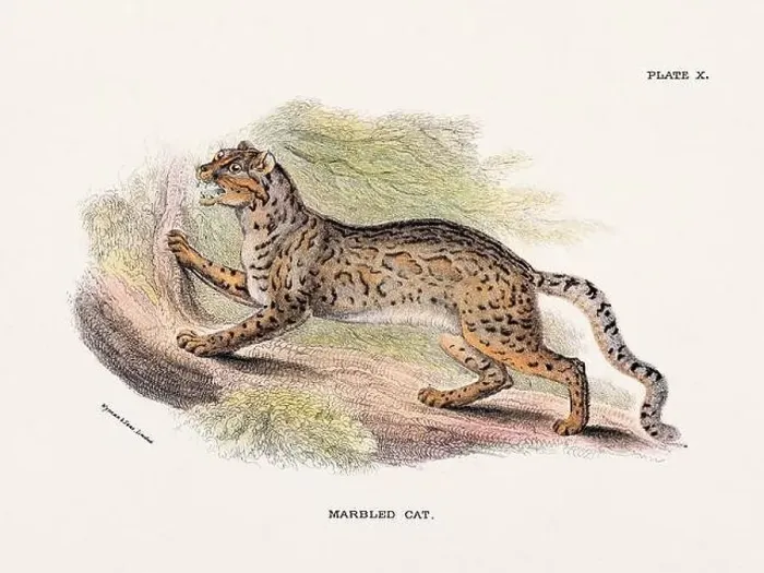 Framed Print : Marbled Cat. Vintage illustration of a wild cat from a 19th-century natural history book detailing feline species Framed Print : Marbled Cat. Vintage illustration of a wild cat from a 19th-century natural history book detailing feline species