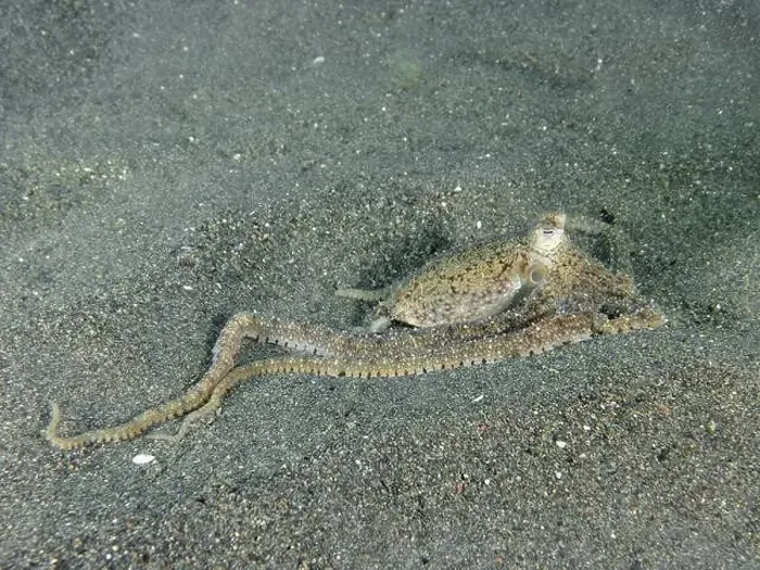 Framed Print : Marbled octopus (Amphioctopus aegina) camouflaged on dark sandy bottom in the sea Framed Print : Marbled octopus (Amphioctopus aegina) camouflaged on dark sandy bottom in the sea